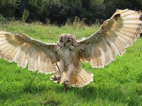 Customer Photo of Birds of Prey in Devon